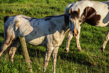 horses in a pasture