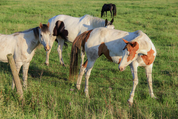 horses in a pasture