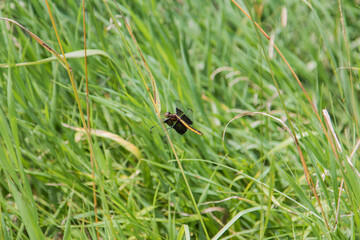 dragonfly on grass