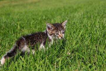 kitten walking in grass