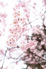 桜の花 Cherry Blossoms