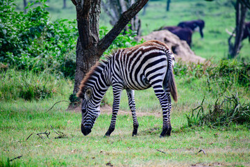Zebra Baby in the Savannah