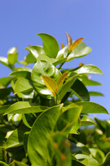 Fresh green leaves of garcinia cowa (Garcinia Cowa Roxb)