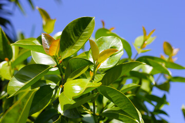 Fresh green leaves of garcinia cowa (Garcinia Cowa Roxb)