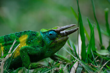 Chameleon in Grass