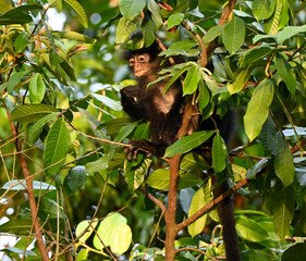 Raffles' Banded Langur