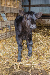 black angus calf inside a shed