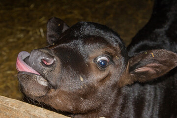 bottle calf looking for milk © Peter