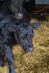 black angus cow and calf