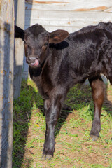 black angus calf licking its nose