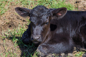 black angus calf