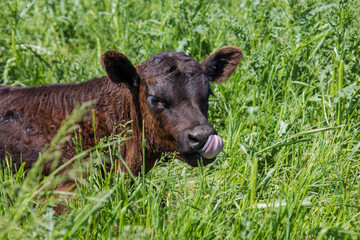 black angus calf licking its nose