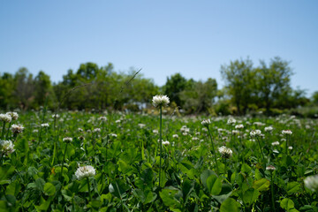 シロツメグサ 春 バックグラウンド