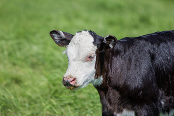 black baldy calf