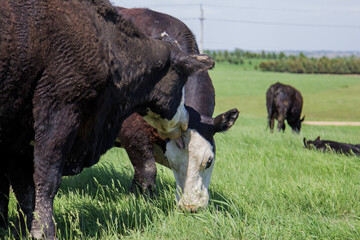 cow licking another cow