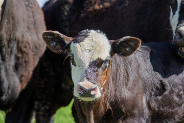 brockle face calf