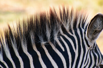Zebra Close Up Showing Mane