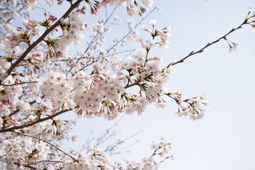 満開の桜