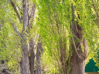 Obraz premium 春の風景。新緑が美しいポプラの街路樹。