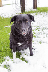 black dog sitting on snowy grass