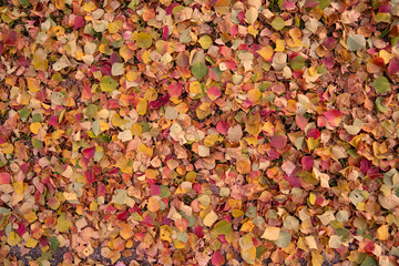 紅葉 落ち葉 バックグランド 背景 Autumn Leaves Background
