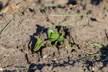 newly emerged soybeans