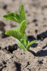 small soybean plants