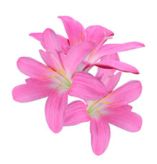Pink Rain Lily or Fairy Lily flowers. Close up pink flower on stalk isolated on transparent background.	