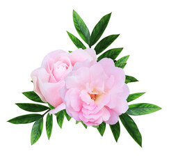 Close up beautiful single head pink rose flowers branch isolated on transparent background.