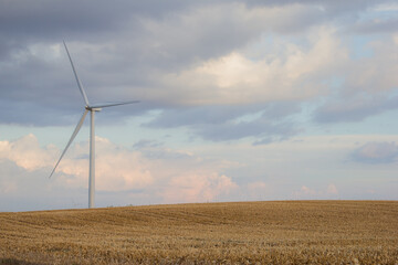 wind turbine over harvested corn field