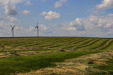 Fototapeta premium windrows of grass hay with wind turbines