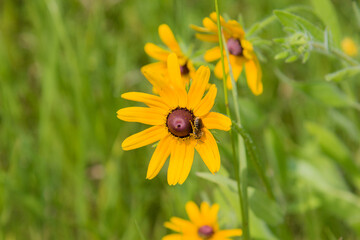 Honey bee collecting pollen on a black eyed susan