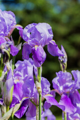 purple irises © Peter