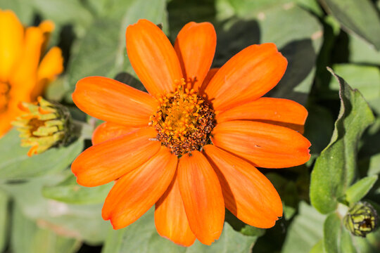 Orange flower