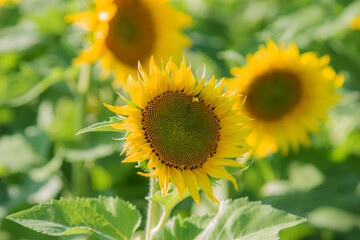 blooming sunflowers