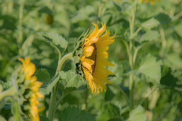 side view of sunflower blossom