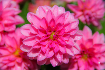 Fototapeta premium Close-up of pink mums.