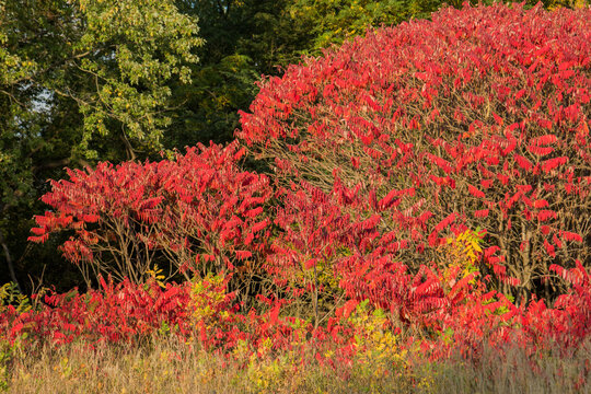 red sumac