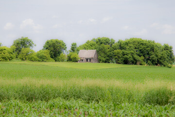 Obraz premium abandoned farmhouse in the trees