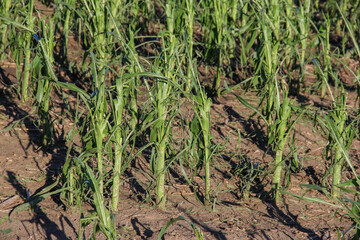 hail damaged corn