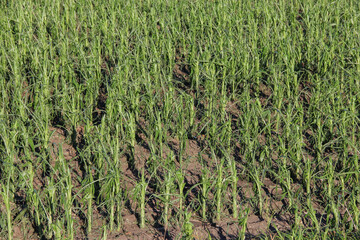 hail damaged corn