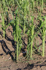 hail damaged corn