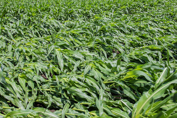 laid over corn after a wind storm
