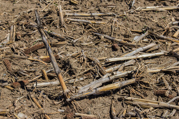corn stalks in the spring