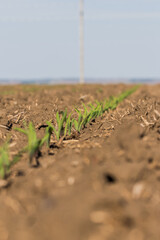 row of corn seedlings