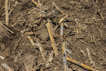corn stalks after spring tillage