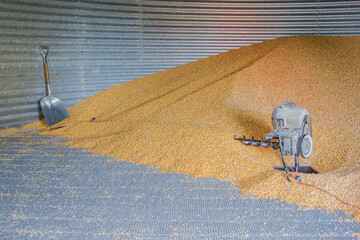 corn and sweep auger inside a grain bin © Peter