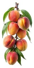 Fresh Peaches Hanging on Tree Branch - A bunch of fresh peaches hanging on a tree branch, surrounded by vibrant green leaves, showcasing their juicy and ripe appearance.

