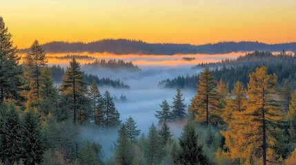 Fototapeta premium Sunrise Fog Over Coniferous Forest Valley