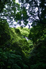 深い緑に包まれた森_01